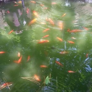 Meet your Posher, Donnie